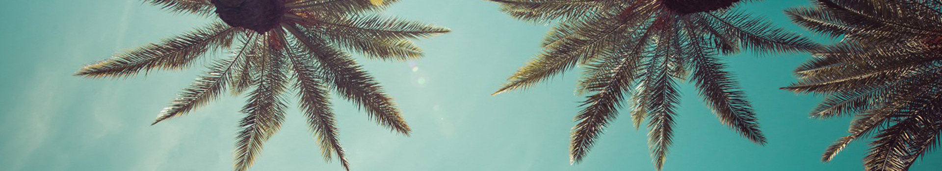 Palm Banner at Wilshire Margot, Los Angeles